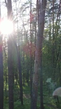 Ormandaki birçok ağacın dikey videosu