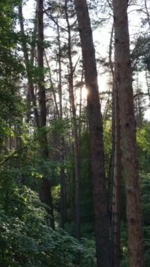 Ormandaki birçok ağacın dikey videosu