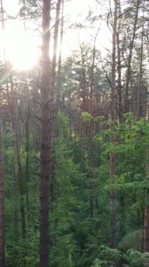 Ormandaki birçok ağacın dikey videosu