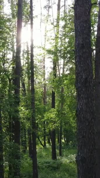 Vidéo verticale de nombreux arbres dans la forêt — Video