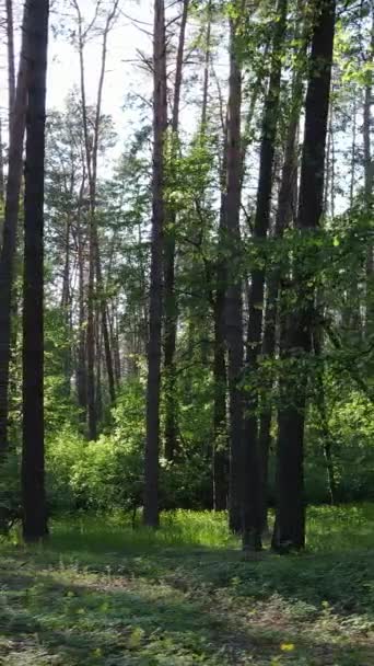 Vídeo vertical de muchos árboles en el bosque — Vídeos de Stock