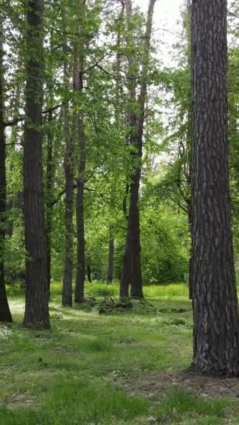 Vídeo vertical de muchos árboles en el bosque — Vídeos de Stock