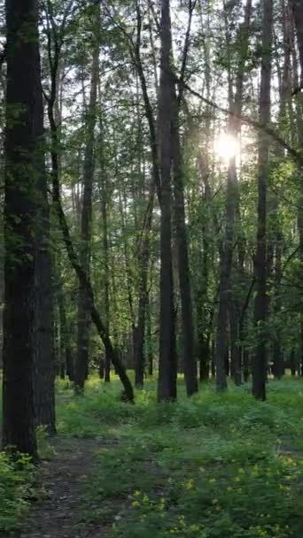 Κάθετη βίντεο από πολλά δέντρα στο δάσος — Αρχείο Βίντεο