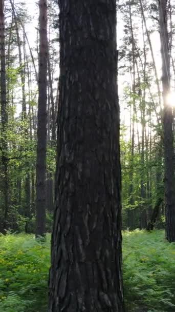 Vertikales Video von vielen Bäumen im Wald — Stockvideo