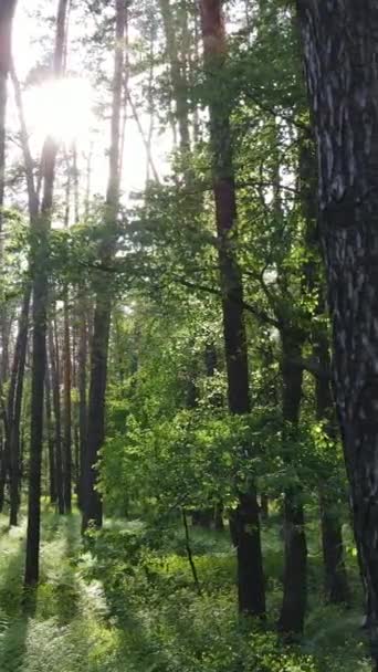 Вертикальное видео многих деревьев в лесу — стоковое видео