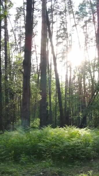 Vertikales Video von vielen Bäumen im Wald — Stockvideo