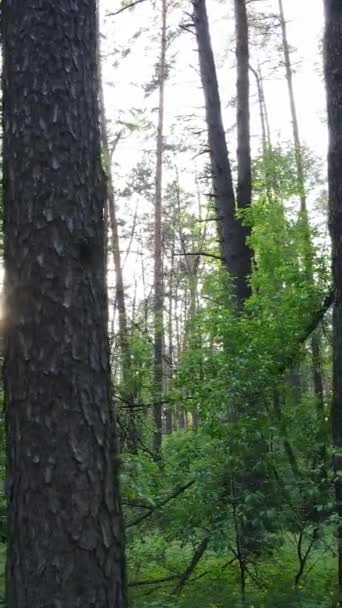 숲 속에 있는 많은 나무들의 수직 영상 — 비디오