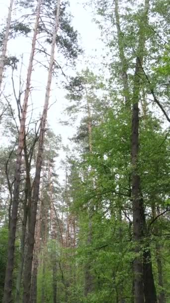 Вертикальное видео многих деревьев в лесу — стоковое видео