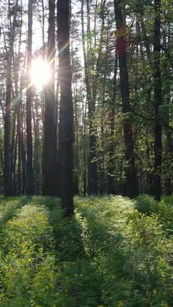 Video verticale di molti alberi nella foresta — Video Stock