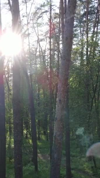 Videoclip vertical al multor copaci din pădure — Videoclip de stoc