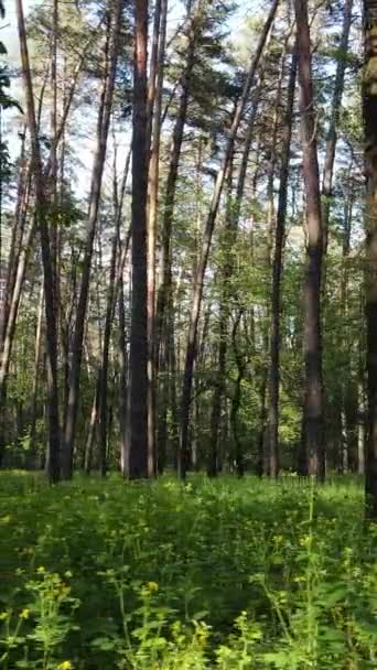 Vertikal video av många träd i skogen — Stockvideo