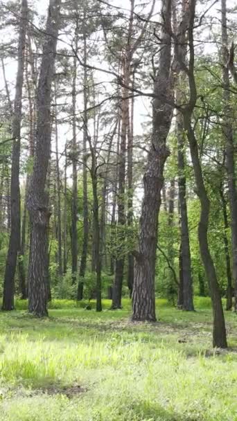 森の中の多くの木の垂直ビデオ — ストック動画