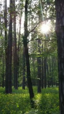 Ormandaki birçok ağacın dikey videosu