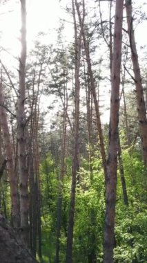 Ormandaki birçok ağacın dikey videosu