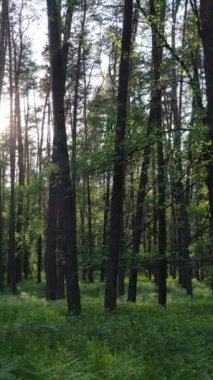 Ormandaki birçok ağacın dikey videosu