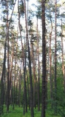 Ormandaki birçok ağacın dikey videosu