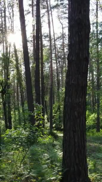 Vídeo vertical de muitas árvores na floresta — Vídeo de Stock