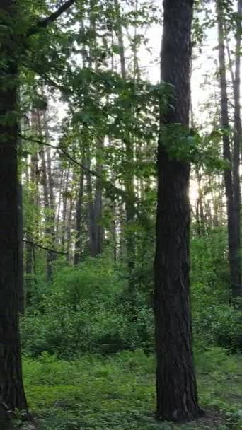 Vertikales Video von vielen Bäumen im Wald — Stockvideo