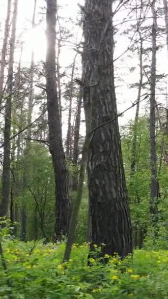 Vertikal video av många träd i skogen — Stockvideo