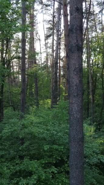 Függőleges videó sok fa az erdőben — Stock videók
