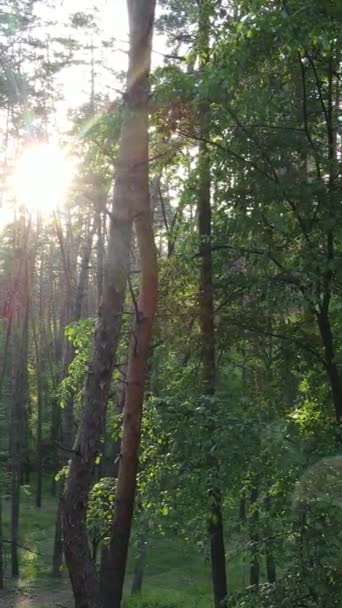 Vídeo vertical de muitas árvores na floresta — Vídeo de Stock