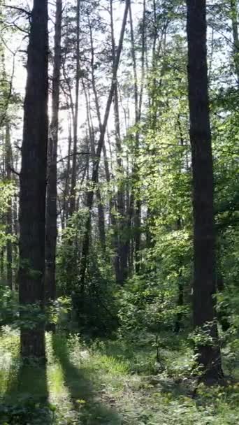 Pionowe wideo wielu drzew w lesie — Wideo stockowe