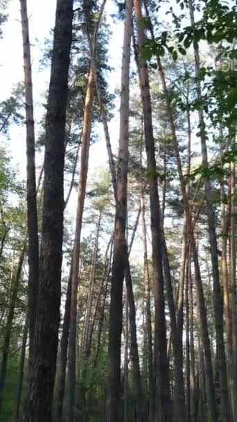 Vertikales Video von vielen Bäumen im Wald — Stockvideo