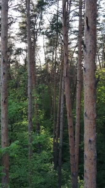 Függőleges videó sok fa az erdőben — Stock videók