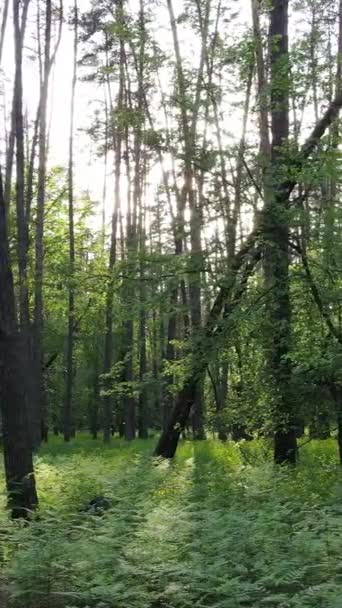 Vidéo verticale de nombreux arbres dans la forêt — Video