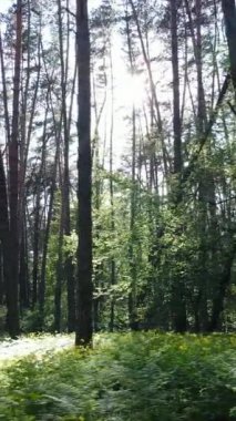 Ormandaki birçok ağacın dikey videosu