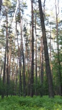 Ormandaki birçok ağacın dikey videosu