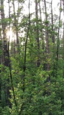 Ormandaki birçok ağacın dikey videosu