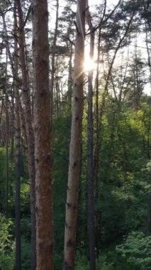 Ormandaki birçok ağacın dikey videosu