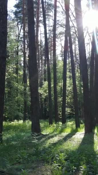 Vertikal video av många träd i skogen — Stockvideo