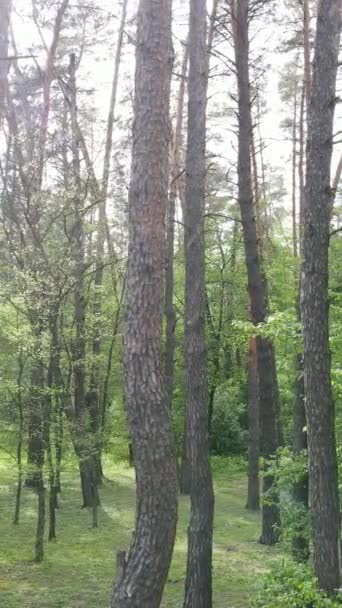 숲 속에 있는 많은 나무들의 수직 영상 — 비디오