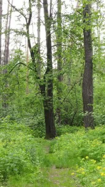 Vertikal video av många träd i skogen — Stockvideo