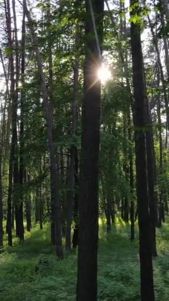 Vertikal video av många träd i skogen — Stockvideo