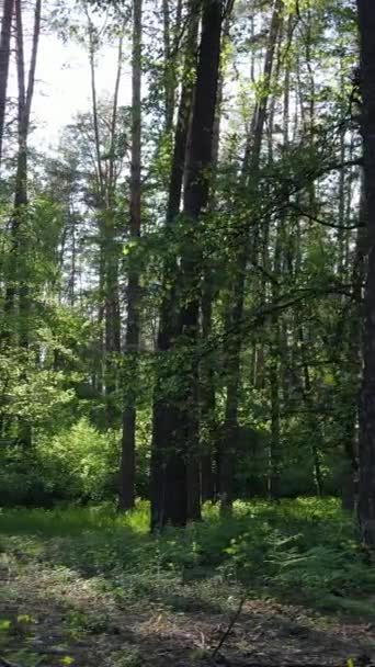 Vídeo vertical de muchos árboles en el bosque — Vídeos de Stock