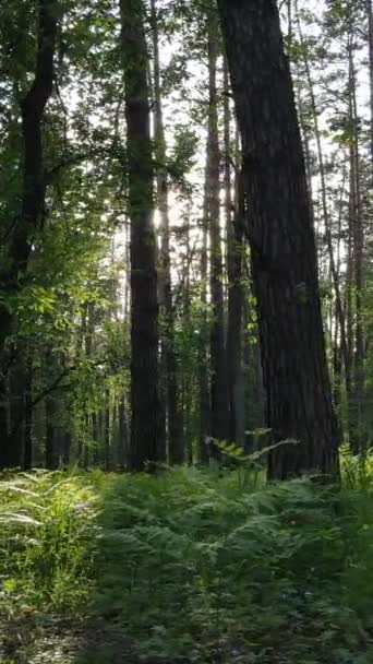 Vertikales Video von vielen Bäumen im Wald — Stockvideo