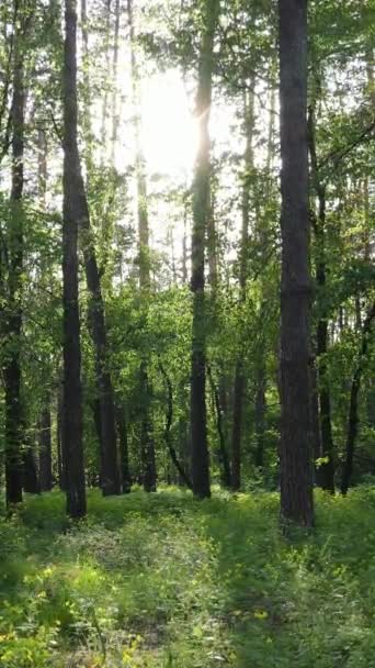 Vídeo vertical de muchos árboles en el bosque — Vídeo de stock