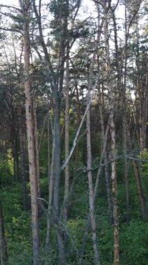 Ormandaki birçok ağacın dikey videosu