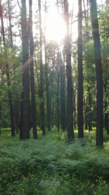 Ormandaki birçok ağacın dikey videosu