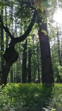 Ormandaki birçok ağacın dikey videosu