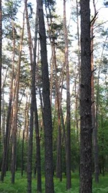 Ormandaki birçok ağacın dikey videosu