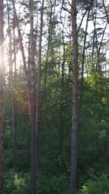 Ormandaki birçok ağacın dikey videosu