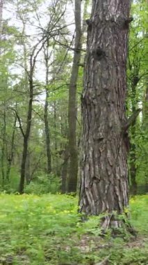 Yazın çam ağaçlı ormanın dikey videosu