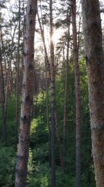 Yazın çam ağaçlı ormanın dikey videosu