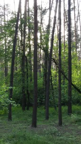 Vertikales Video von vielen Bäumen im Wald — Stockvideo