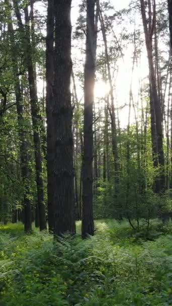 Vertikales Video von vielen Bäumen im Wald — Stockvideo