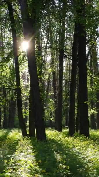 Vídeo vertical de muchos árboles en el bosque — Vídeo de stock